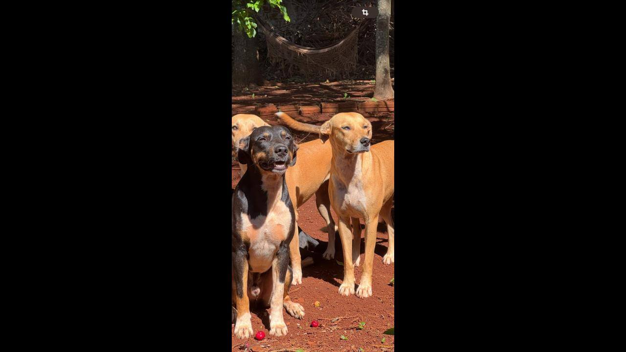 Cachorros Dalila e Romeu desapareceram no bairro Neva