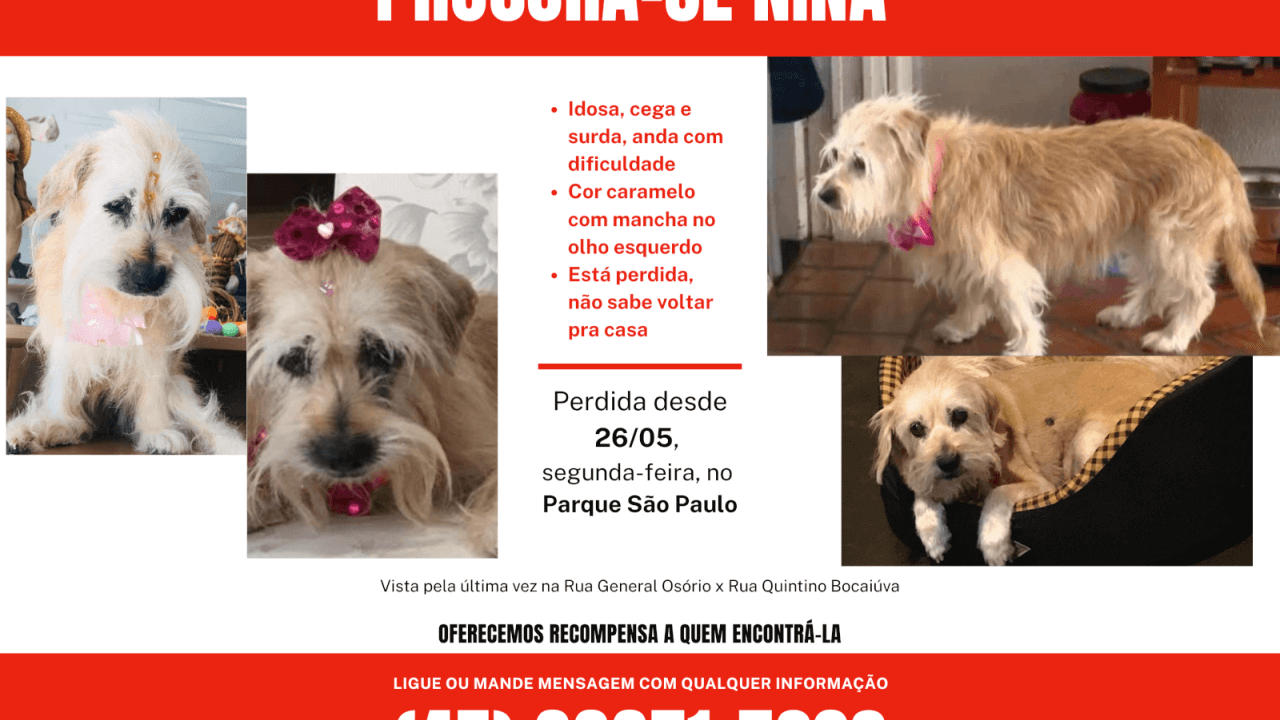 Cachorra Nina desapareceu no bairro Parque São Paulo