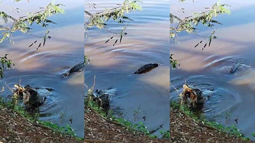 Jacaré é flagrado devorando tartaruga no Lago
