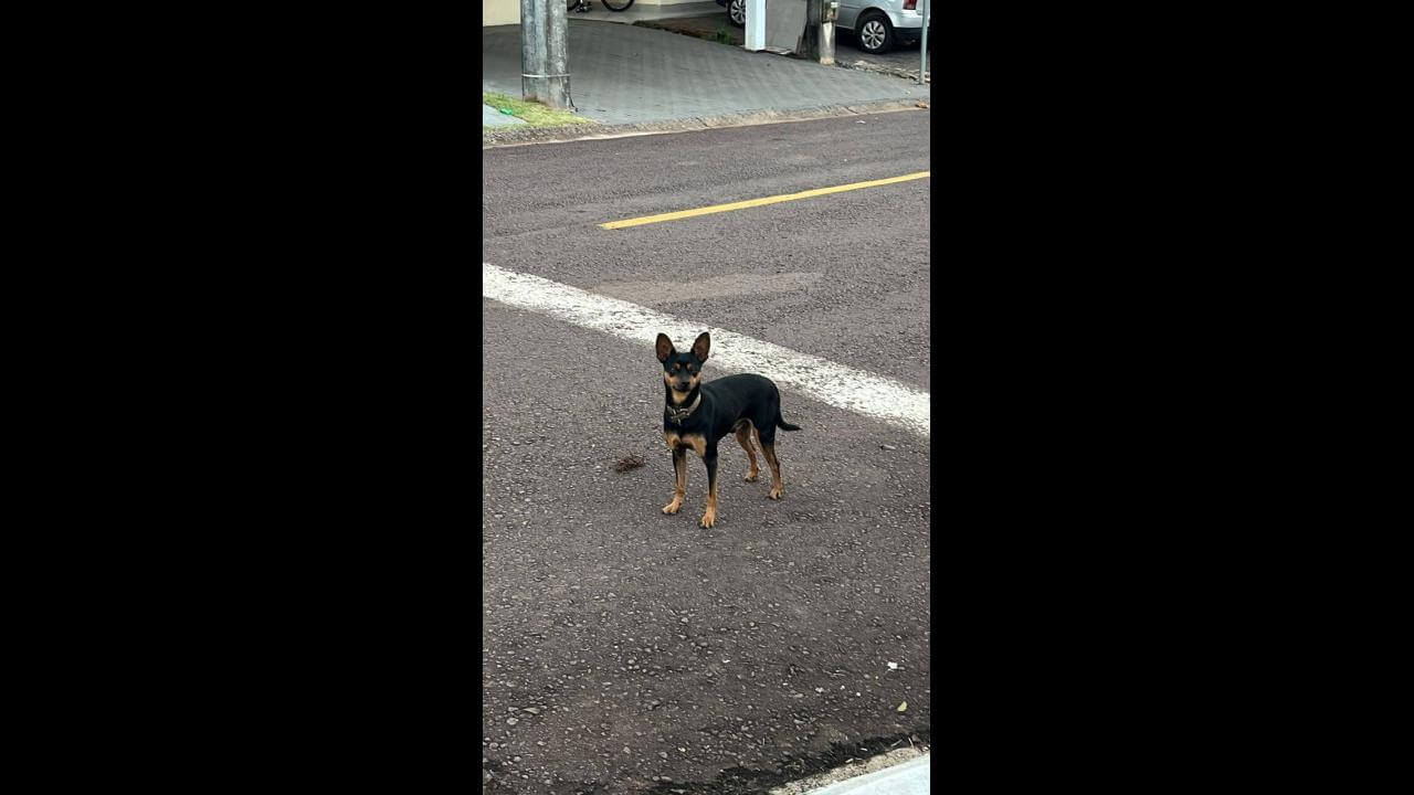 Cachorro é encontrado no bairro Cidade Verde