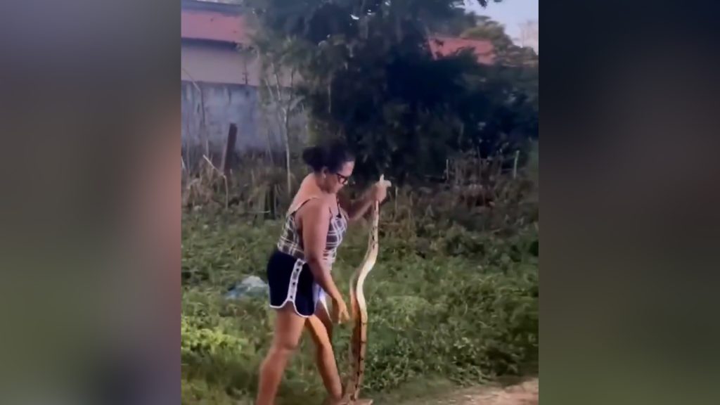 “Lá ela” Mulher captura cobra com as mãos e viraliza nas redes sociais; veja vídeo