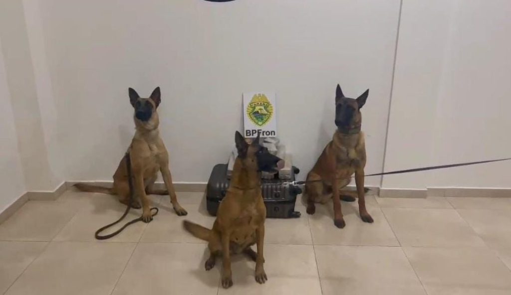 Com apoio de cães farejadores, PM apreende cerca de 15 kg de maconha em ônibus no Sudoeste
