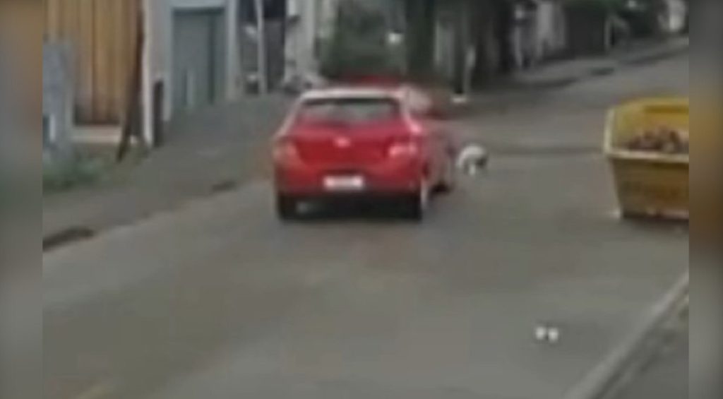 Mulher é indiciada por maus tratos após atropelar cachorro no Paraná; assista