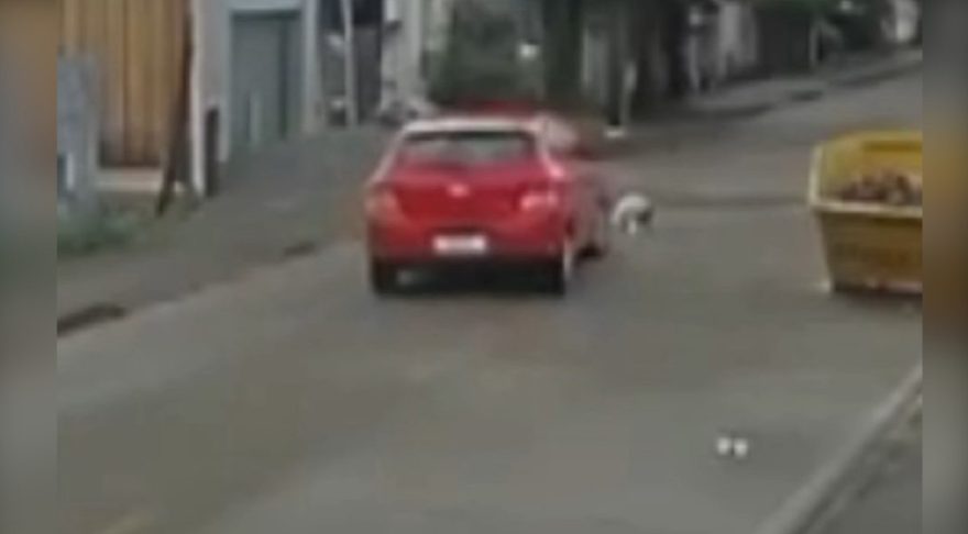 Mulher é indiciada por maus tratos após atropelar cachorro no Paraná; assista