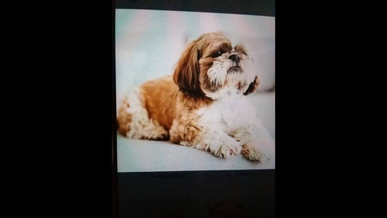 Cachorro Lupe desapareceu no bairro Esmeralda Cachorro Lupe desapareceu no bairro Esmeralda