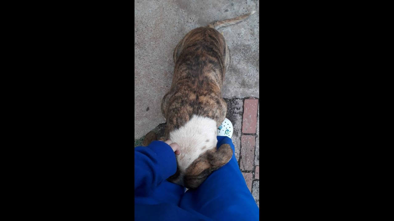 Cachorro é encontrado no bairro Canadá Cachorro é encontrado no bairro Canadá