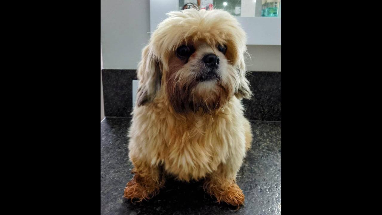 Cachorro é encontrado no bairro Maria Luiza Cachorro é encontrado no bairro Maria Luiza