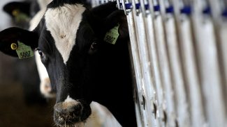 País recebe status internacional como livre de febre aftosa sem vacina