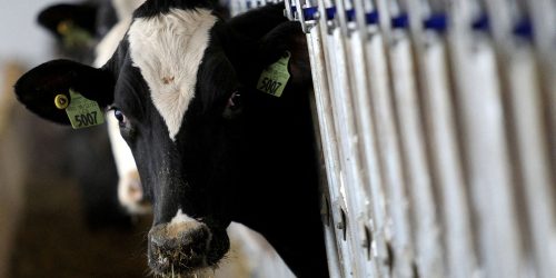 País recebe status internacional como livre de febre aftosa sem vacina Imagem referente a País recebe status internacional como livre de febre aftosa sem vacina