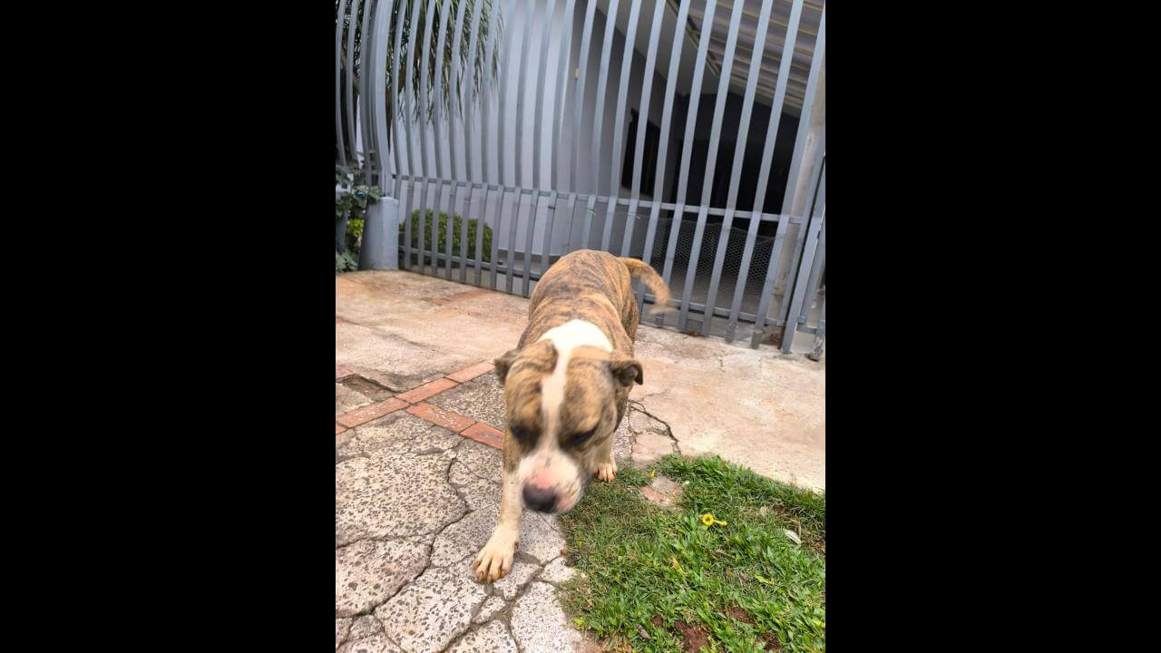 Cachorro é encontrado no bairro Canadá Cachorro é encontrado no bairro Canadá