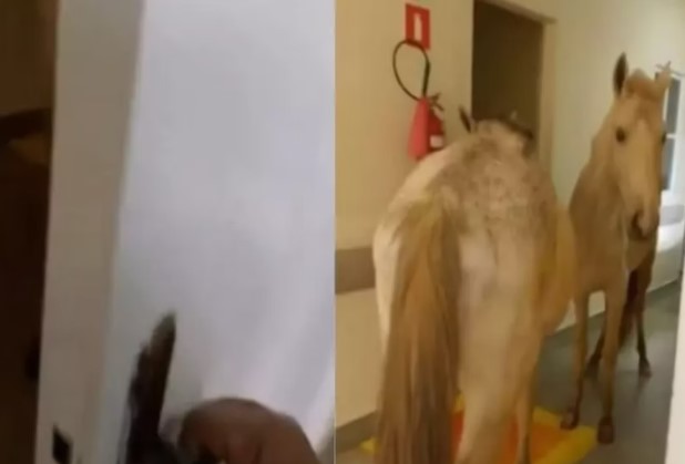 Cavalos são vistos dentro de hospital