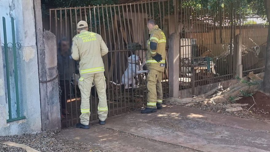 Pitbull escapa de residência e pedestres pedem ajuda do Corpo de Bombeiros
