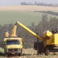 Imagem referente a Paraná projeta maior safra de milho da história em 24/25, mesmo com perdas climáticas