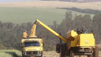Paraná projeta maior safra de milho da história em 24/25, mesmo com perdas climáticas
