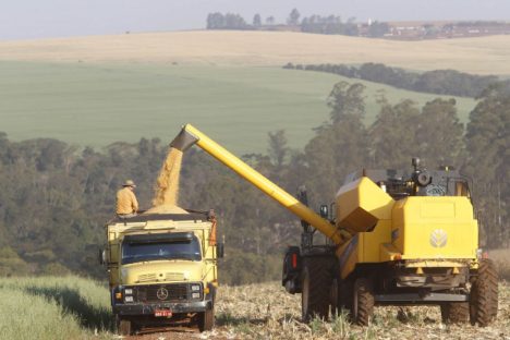 Paraná projeta maior safra de milho da história em 24/25, mesmo com perdas climáticas Imagem referente a Paraná projeta maior safra de milho da história em 24/25, mesmo com perdas climáticas