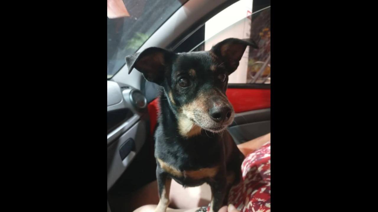 Cachorra Guita desapareceu no bairro Universitário Cachorra Guita desapareceu no bairro Universitário