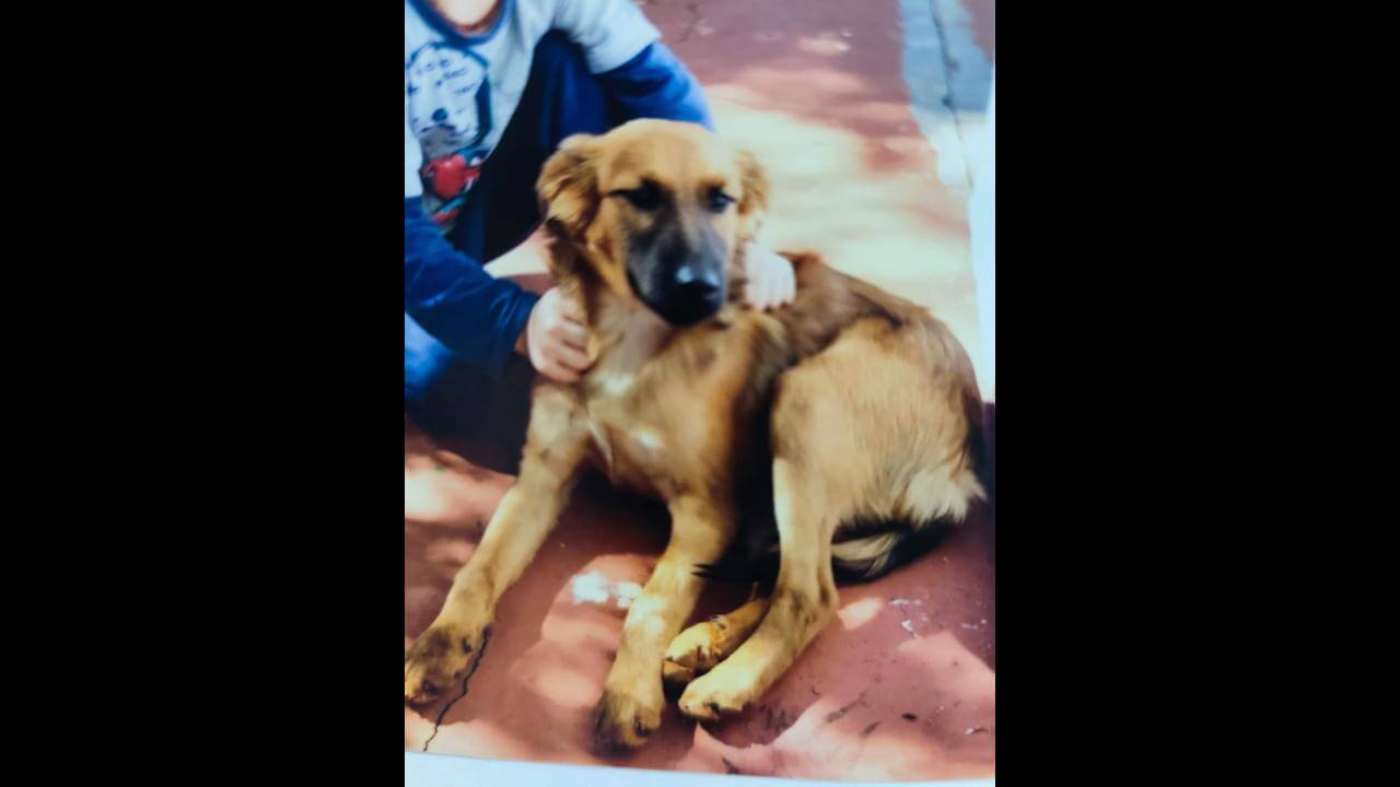 Cachorro Azedinho desapareceu no bairro São Cristóvão
