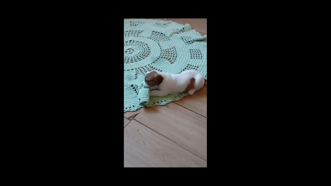 Cachorro Spik desapareceu no bairro Tarumã