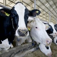 Imagem referente a Em um mês, 43,4% dos rebanhos foram atualizados no Paraná: prazo é 30 de junho