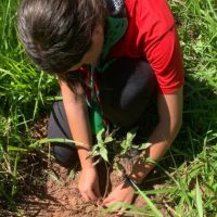 Imagem referente a Semana do Meio Ambiente terá araucária de 700 anos, limpeza de rios e proteção da fauna