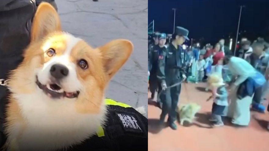 AUtoridade canina: Cão policial Corgi vira sensação na China após “roubar” salsicha durante o expediente