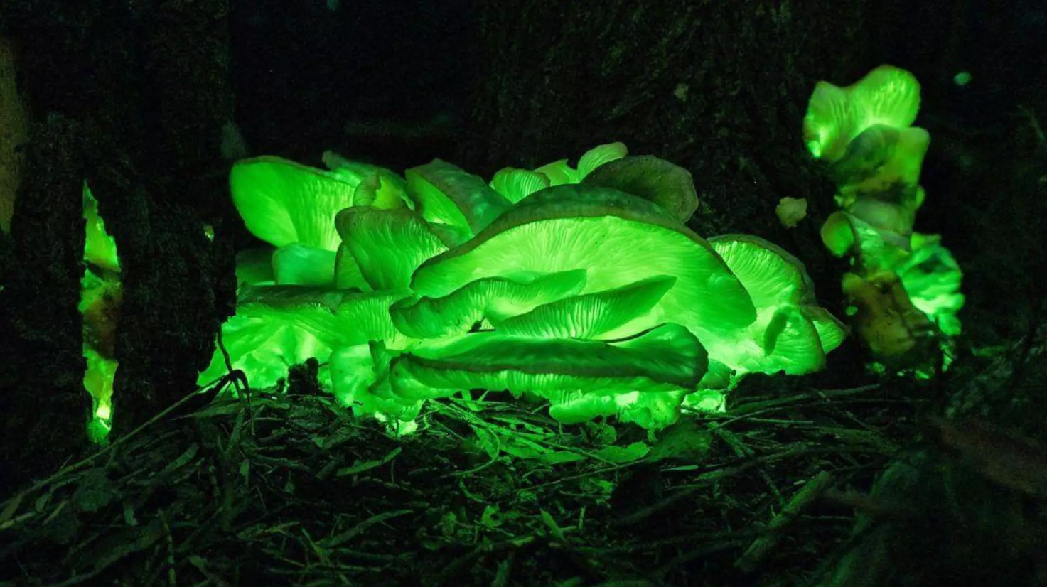 Conheça a Floresta luminosa da Austrália que encanta turistas e intriga cientistas