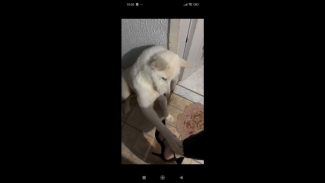Imagem referente a Cachorro Alfredo desapareceu no bairro Nova Cidade