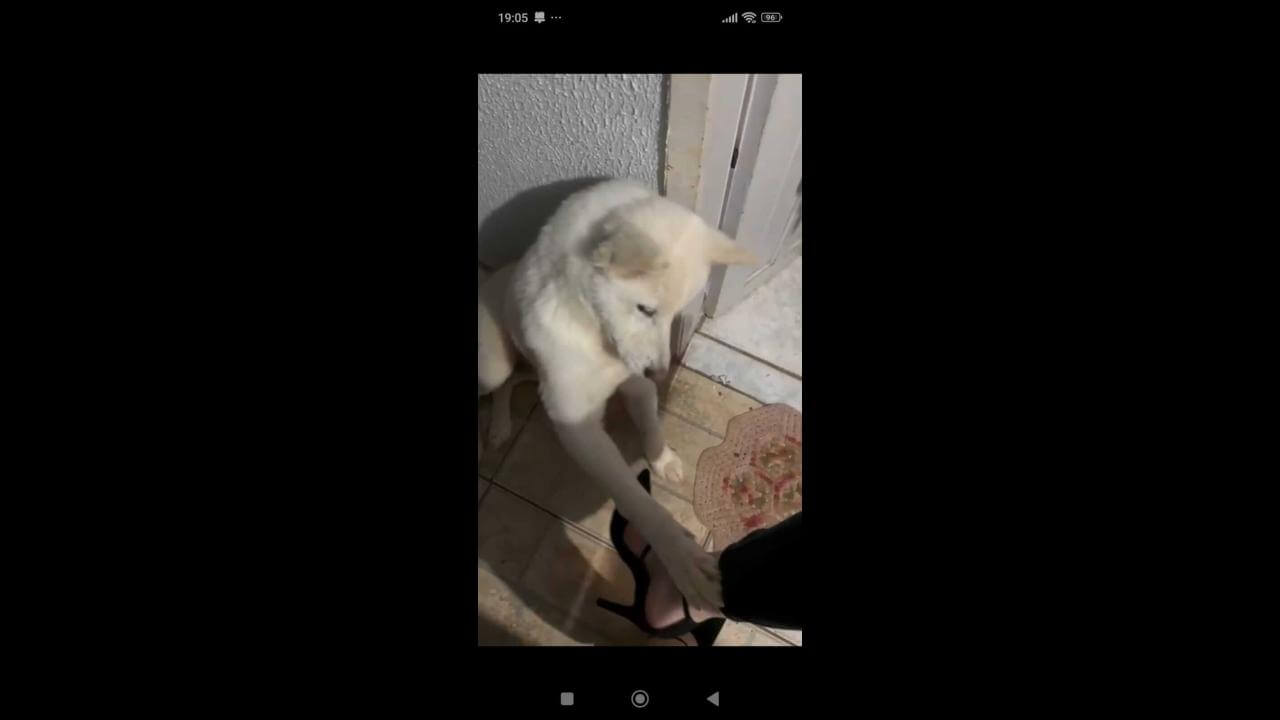 Cachorro Alfredo desapareceu no bairro Nova Cidade