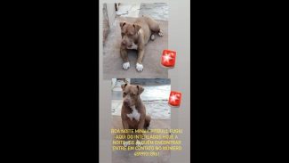 Imagem referente a Cachorra Meduza desapareceu no bairro Interlagos