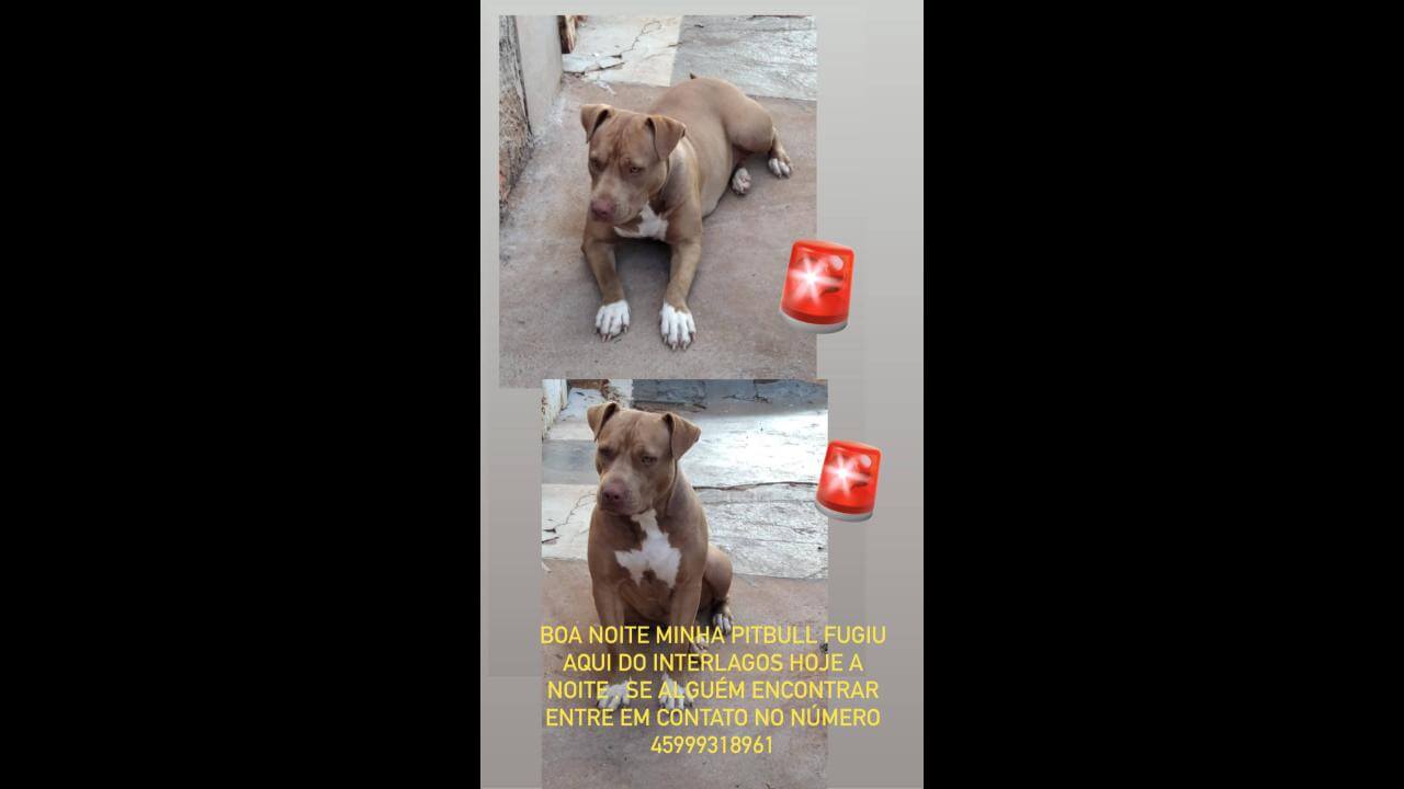 Cachorra Meduza desapareceu no bairro Interlagos