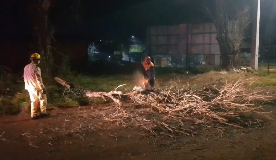 Bombeiros são chamados após árvore cair sobre a Rua Emiliano Afonso da Silva