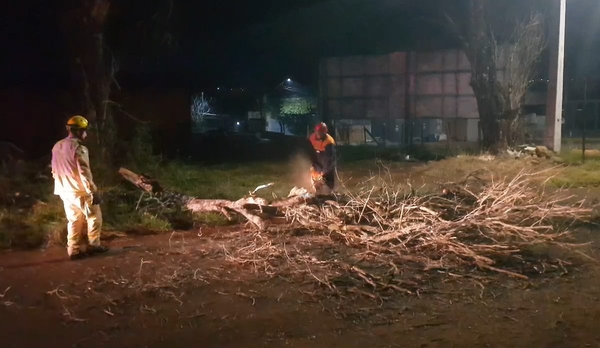 Bombeiros são chamados após árvore cair sobre a Rua Emiliano Afonso da Silva