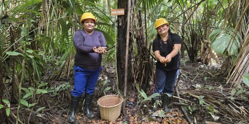 Imagem referente a Mulheres extrativistas enfrentam preconceito e geram renda na Amazônia