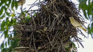 Rio: câmeras vão possibilitar um levantamento mais detalhado da fauna