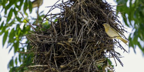 Rio: câmeras vão possibilitar um levantamento mais detalhado da fauna Imagem referente a Rio: câmeras vão possibilitar um levantamento mais detalhado da fauna