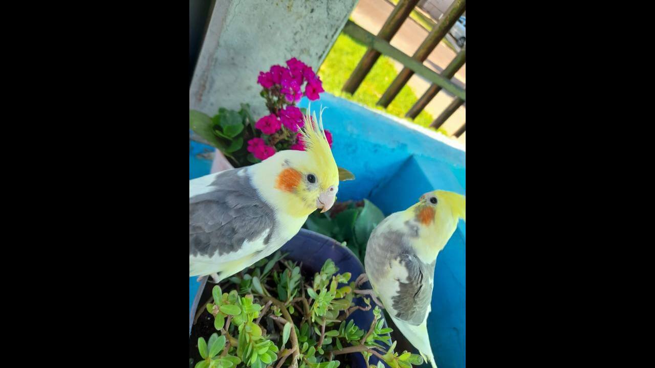Calopsita Thor e maravilha desapareceu no bairro Santa Cruz Calopsita Thor e maravilha desapareceu no bairro Santa Cruz