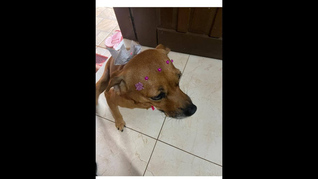 Cachorra Laika desapareceu no bairro Clarito Cachorra Laika desapareceu no bairro Clarito