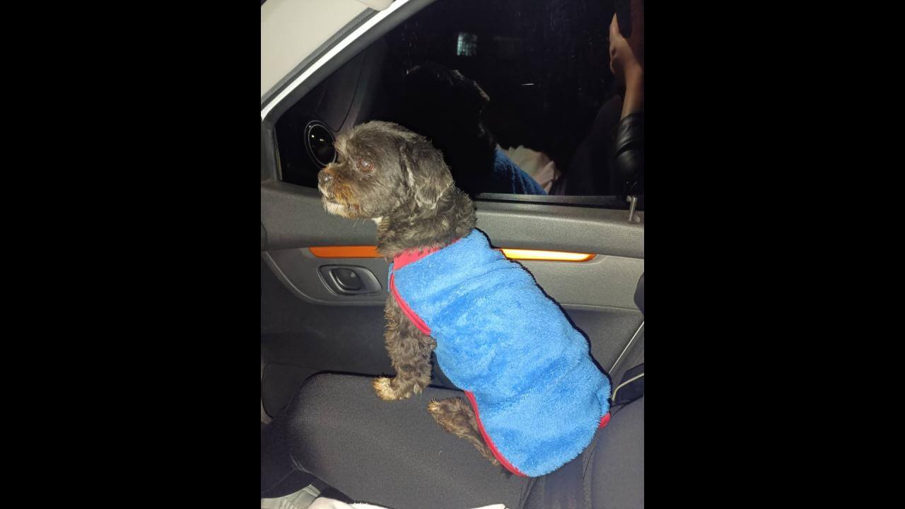 Cachorro é encontrado no bairro Brasília Cachorro é encontrado no bairro Brasília