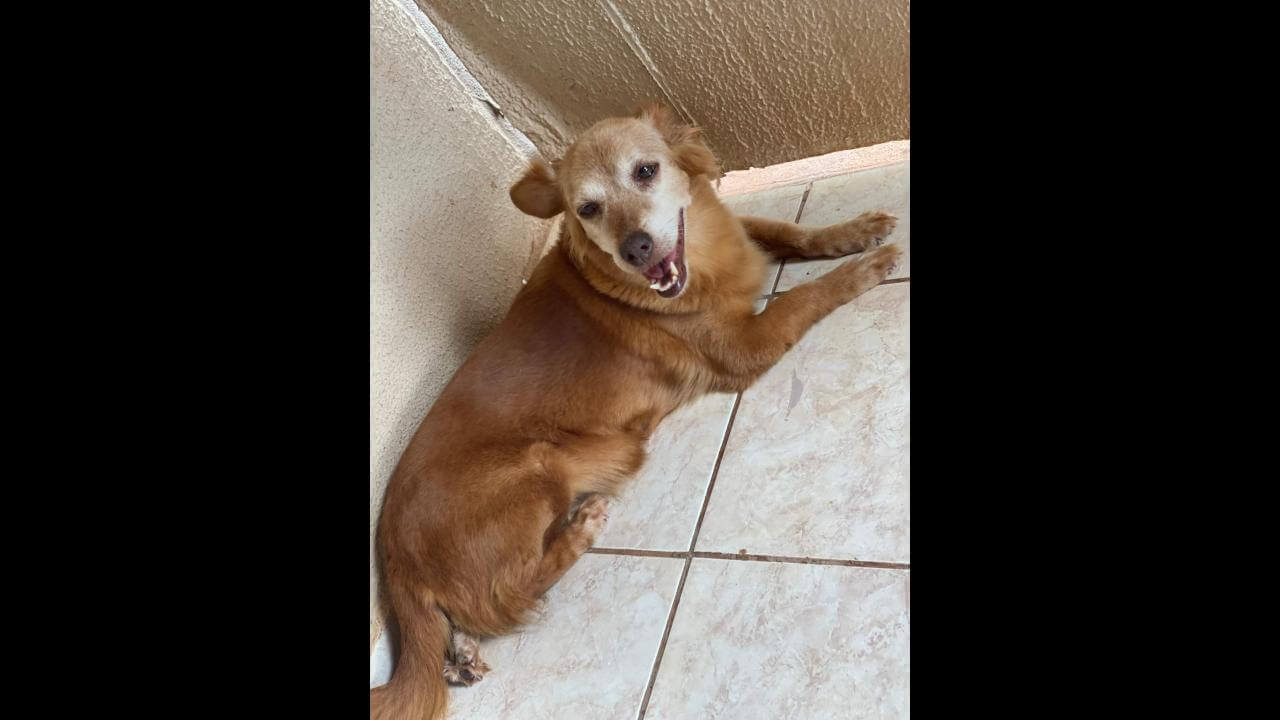 Cachorra Mel desapareceu no bairro Cancelli Cachorra Mel desapareceu no bairro Cancelli