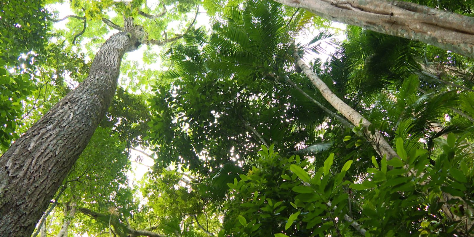 Hoje é Dia: Semana do Meio Ambiente e obesidade infantil são destaques Hoje é Dia: Semana do Meio Ambiente e obesidade infantil são destaques