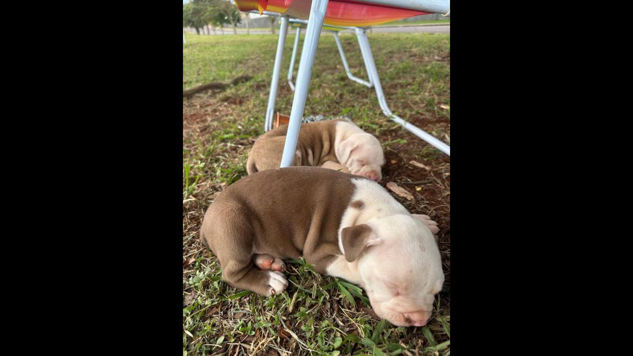 Filhote de Pit Bull desapareceu no Jardim Veneza