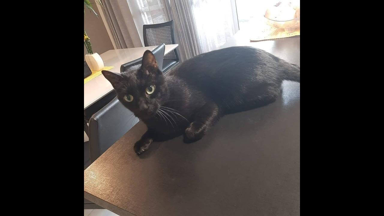 Gato Alessandro desapareceu no bairro Centro