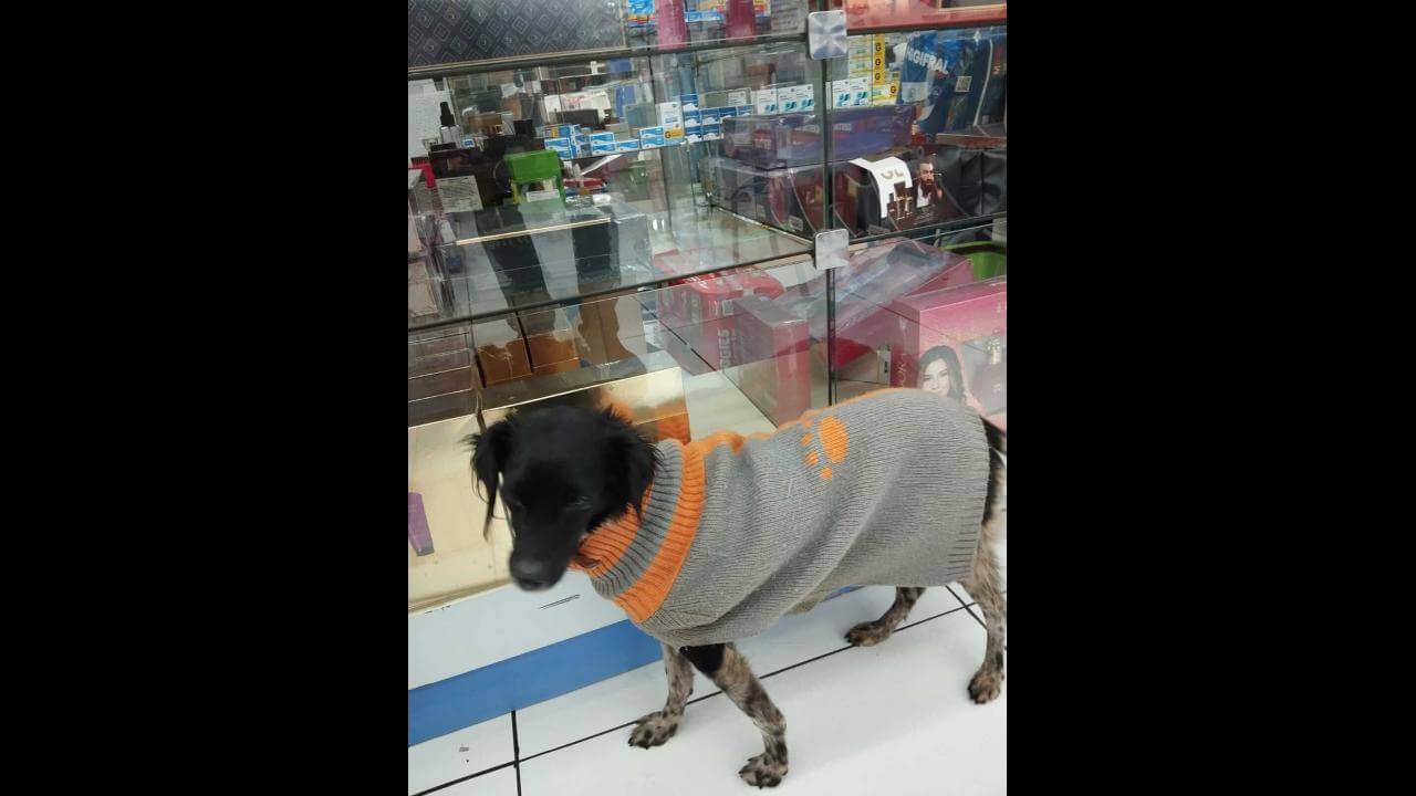 Cachorro é encontrado no bairro Floresta