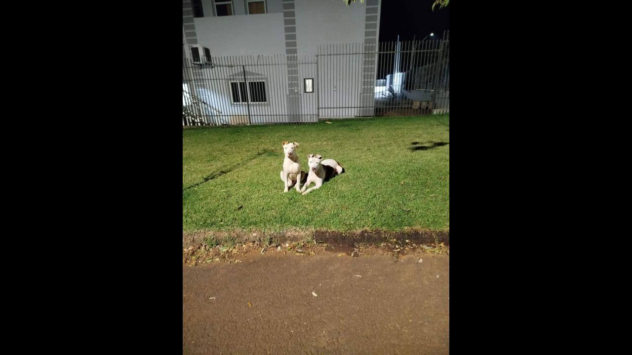 Cachorro é encontrado no bairro Tropical II