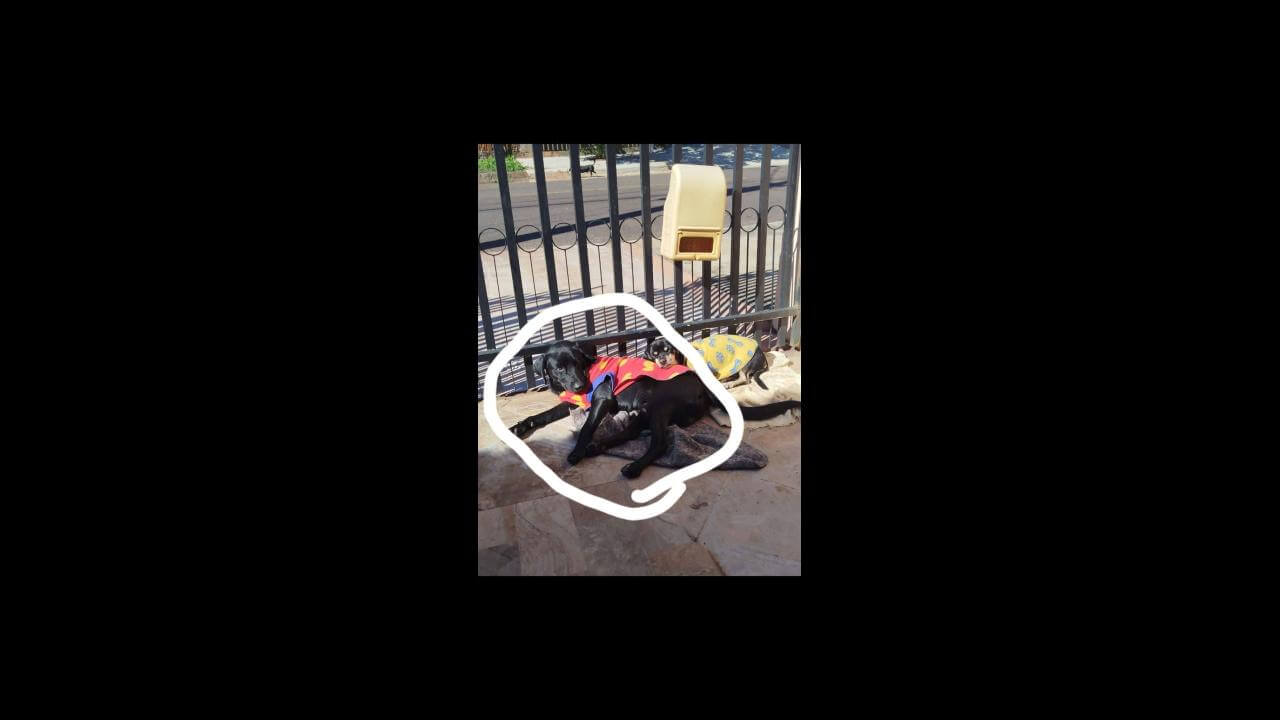 Cachorro Pelé desapareceu no bairro Santa Felicidade