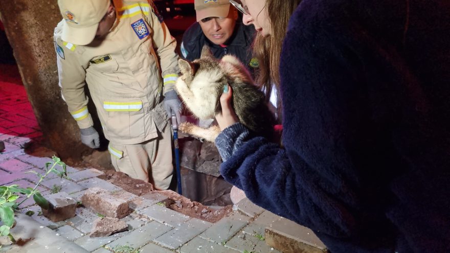 Filhote de gato é resgatado pelos Bombeiros após entrar em bueiro
