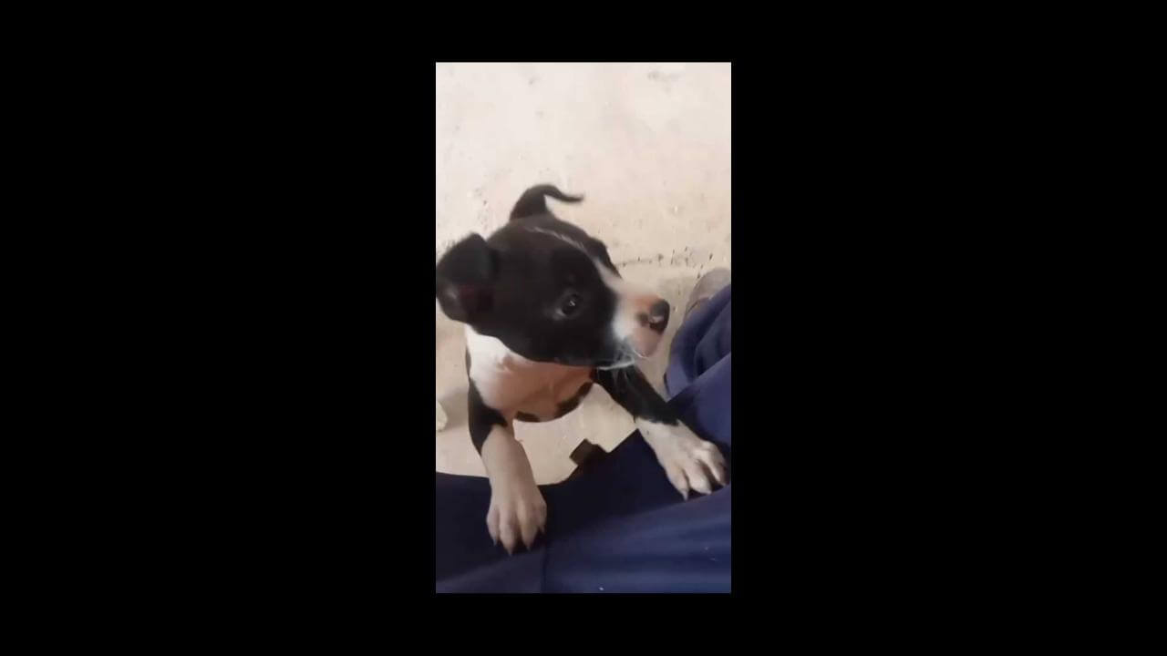 Cachorra Chakira desapareceu no bairro Interlagos