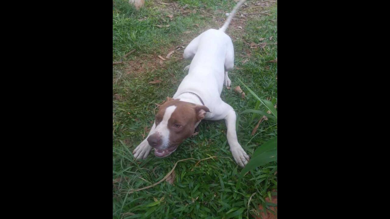 Cachorro Joaquim desapareceu no bairro Santa Felicidade