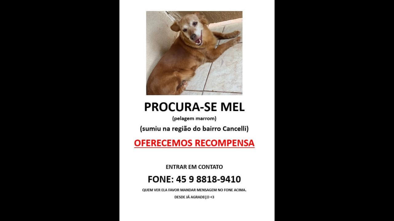 Cachorra Mel desapareceu no bairro Cancelli Cachorra Mel desapareceu no bairro Cancelli
