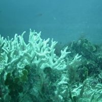 Imagem referente a Edital do BNDES destina R$ 43 milhões para proteção de ilhas oceânicas